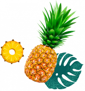 Pineapples Supplier, Exporter & Grower - U.S. & Europe | Kapi Kapi Growers