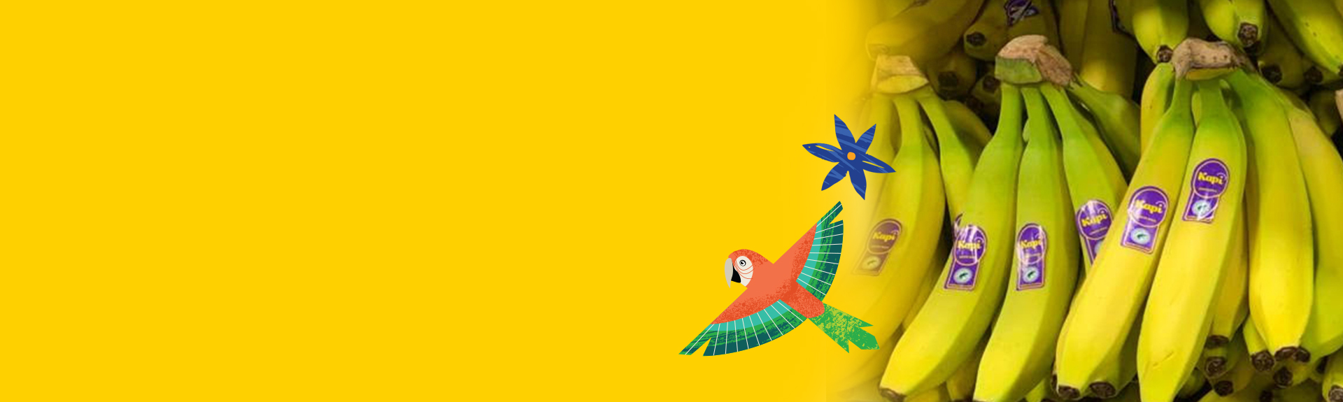 Bananas Supplier, Exporter & Grower U.S. & Europe Kapi Kapi Growers