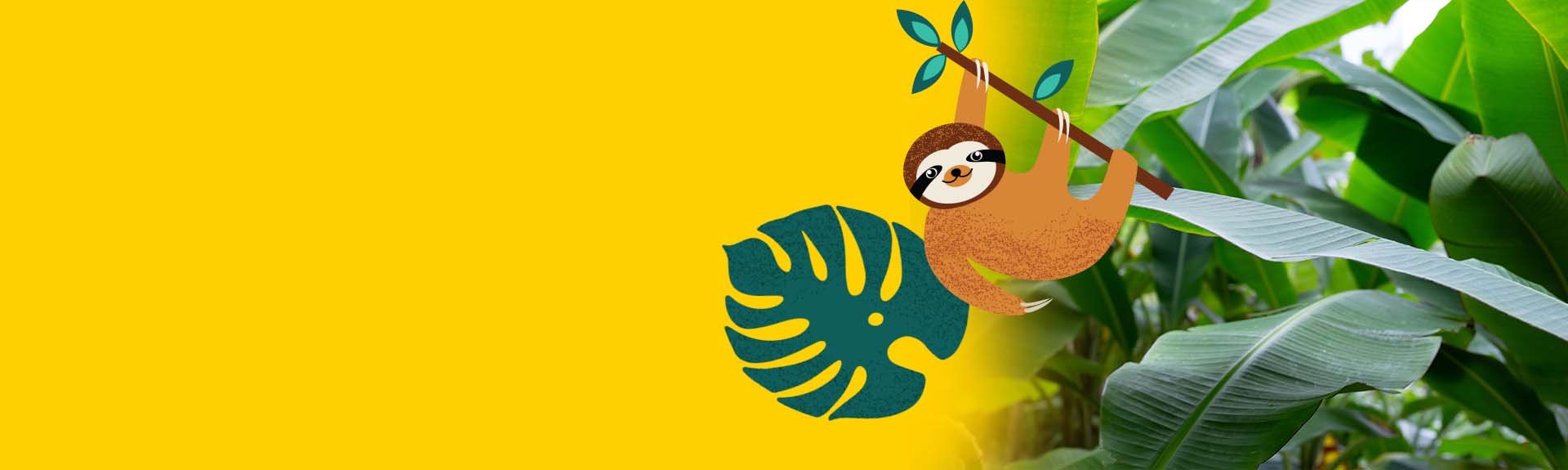 Bananas Supplier, Exporter & Grower U.S. & Europe Kapi Kapi Growers